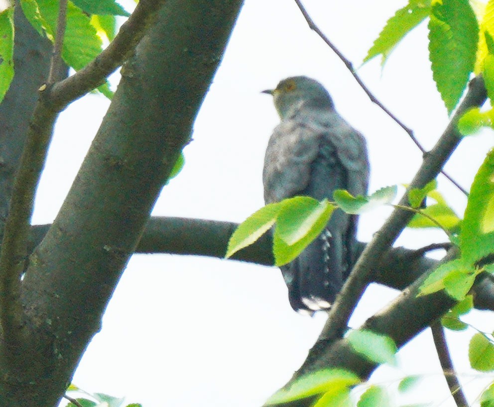 Common Cuckoo - Gaurav Parekh