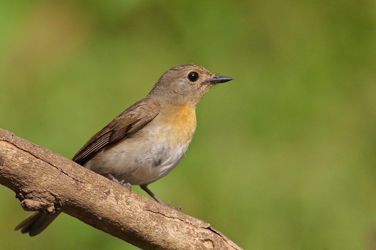 Blue-throated Flycatcher - Arpit Bansal