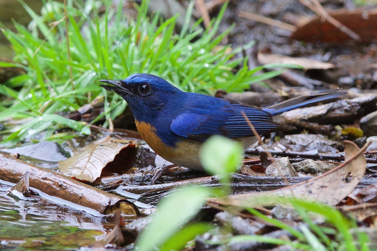 Blue-throated Flycatcher - ML446572941