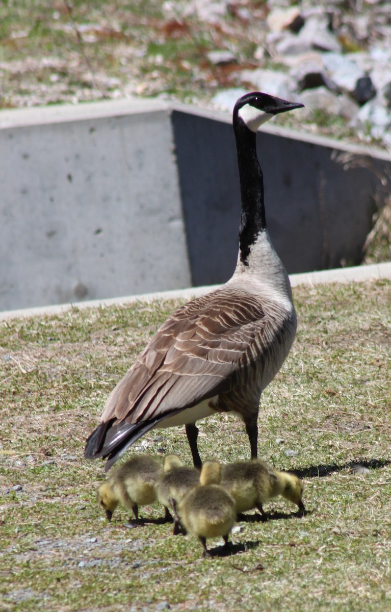 Branta kanadar handia - ML446573411