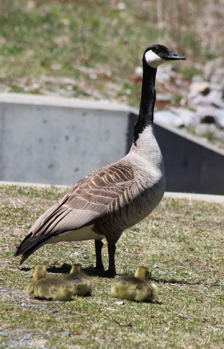 Canada Goose - ML446573451