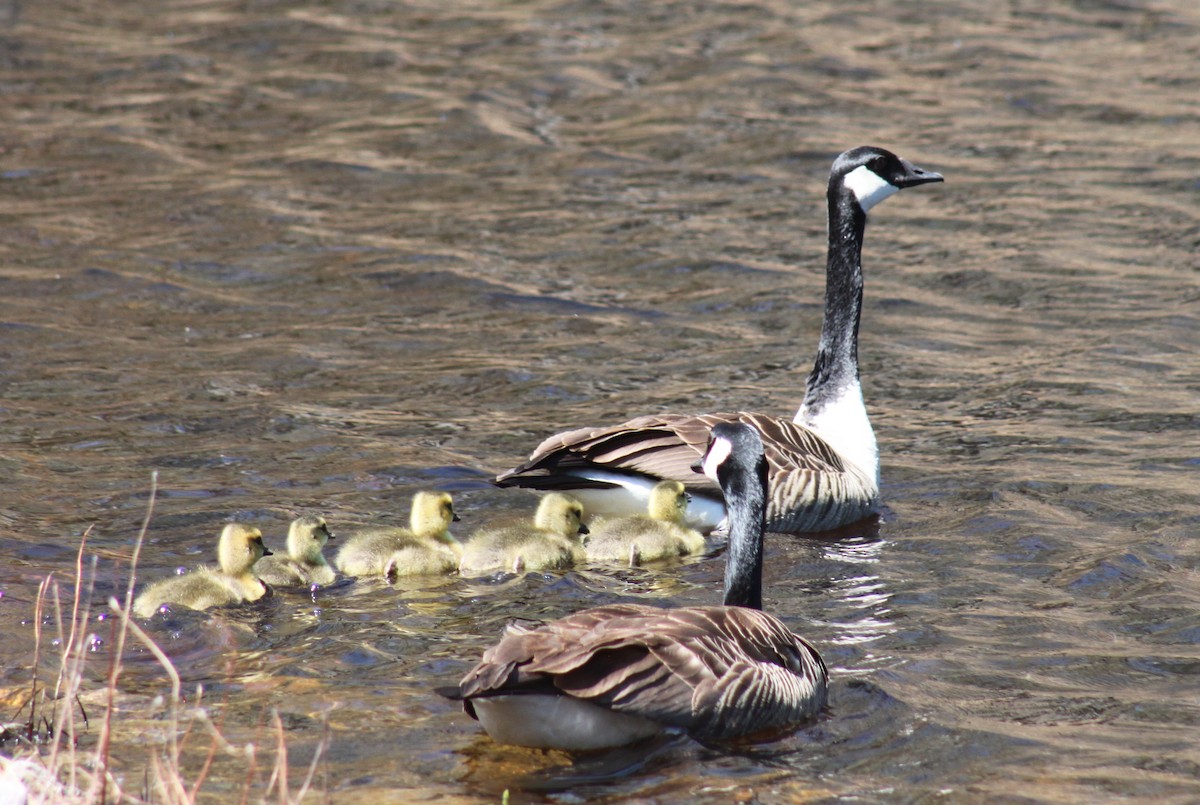 Canada Goose - Michael Akresh