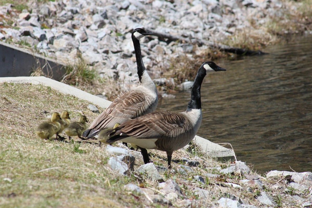 Canada Goose - ML446573721