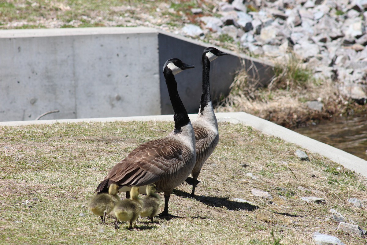 Canada Goose - ML446573731