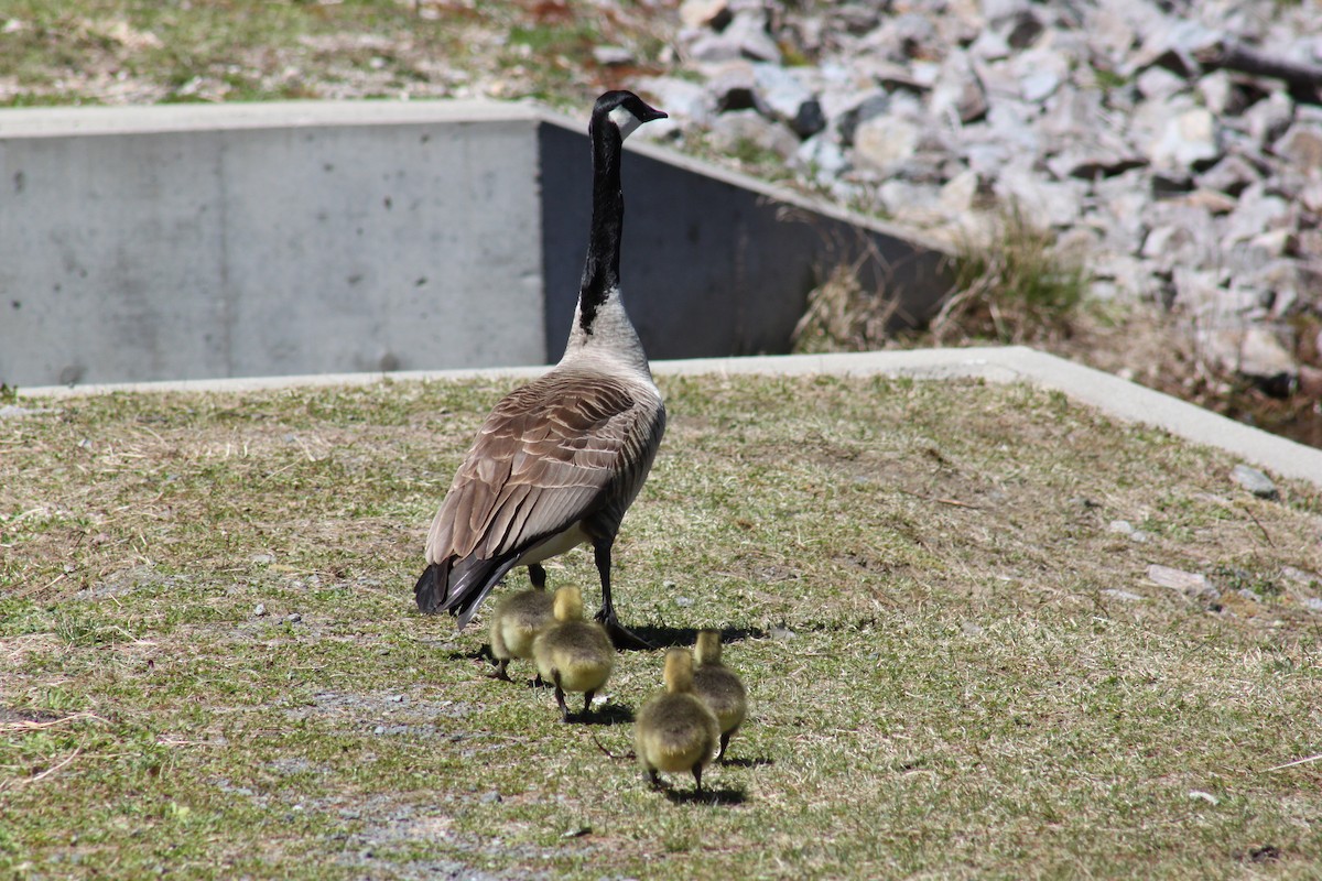 Canada Goose - ML446573751