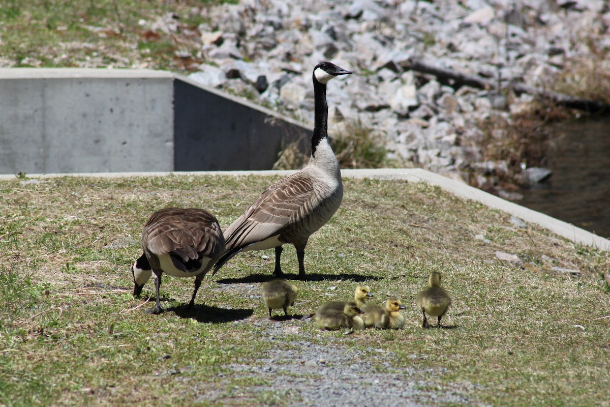 Branta kanadar handia - ML446573771