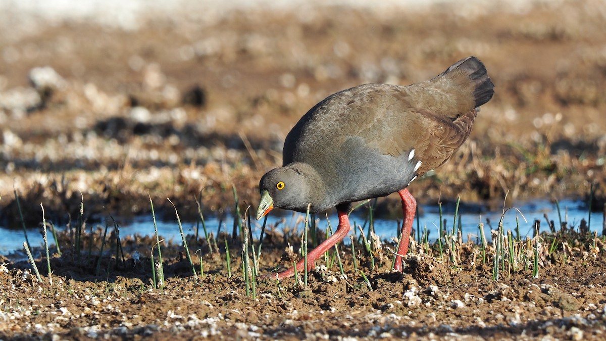 Black-tailed Nativehen - ML446574231