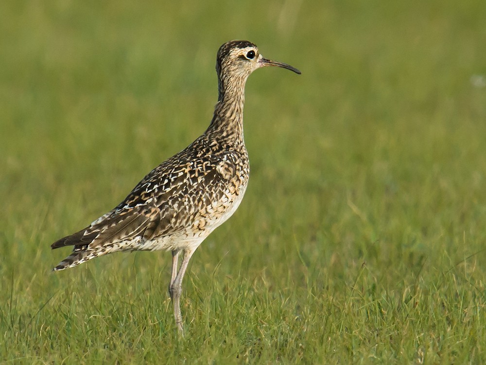 Zwergbrachvogel - ML44657471