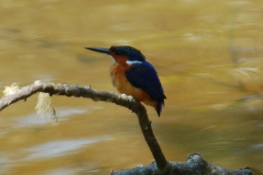 Malagasy Kingfisher - ML446575521