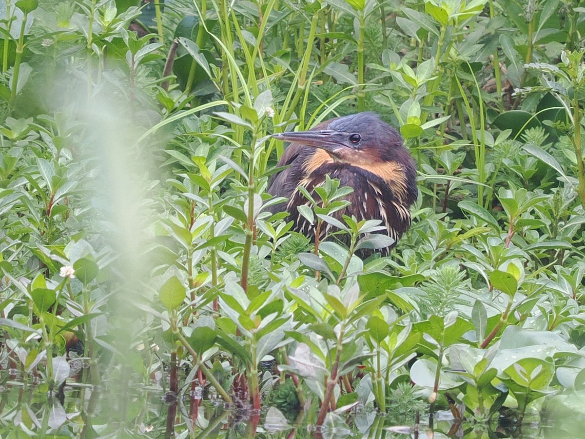 Black Bittern - ML446577331