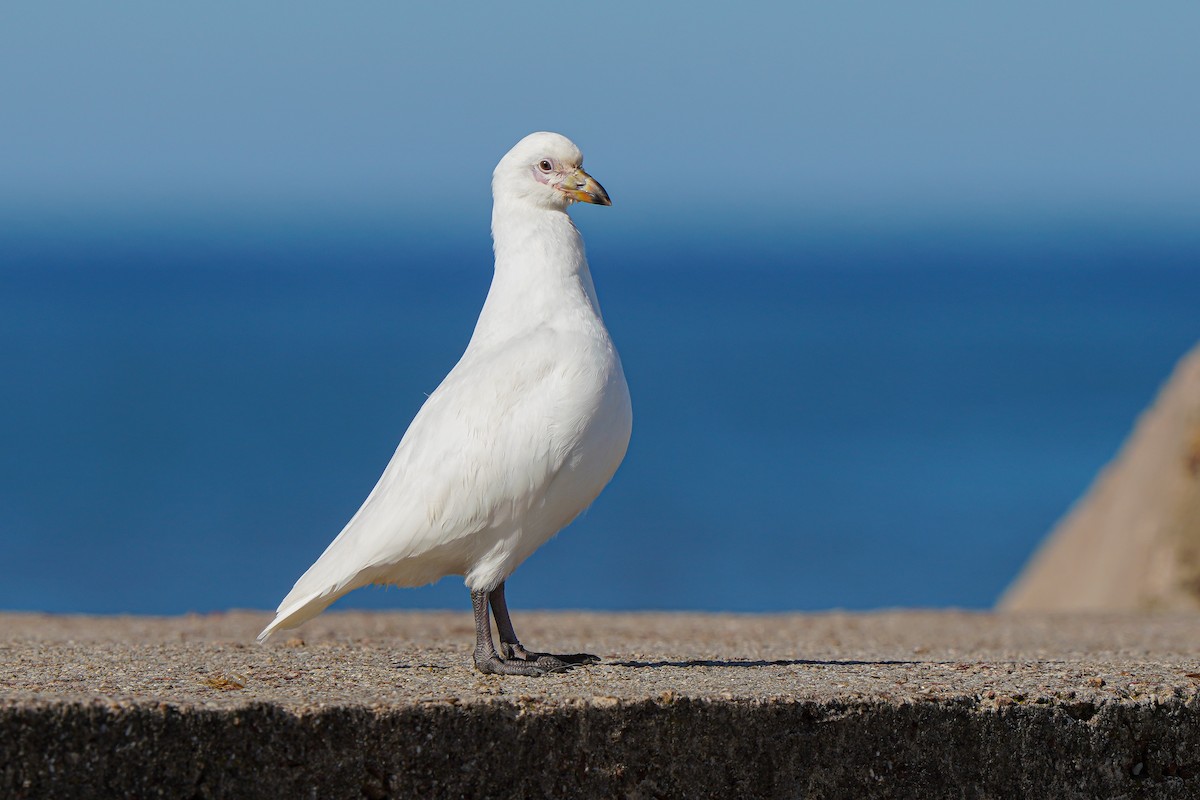 Snowy Sheathbill - ML446577531