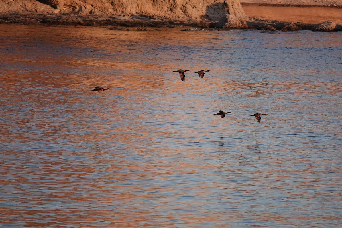 Brandt's Cormorant - ML446577611