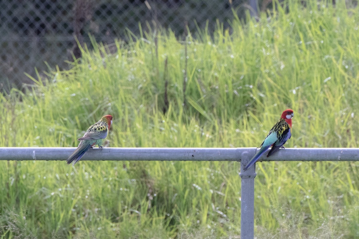 Eastern Rosella - ML446577791