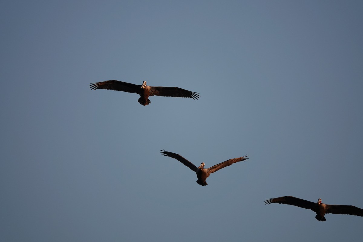 Brown Pelican - Marie Dugan