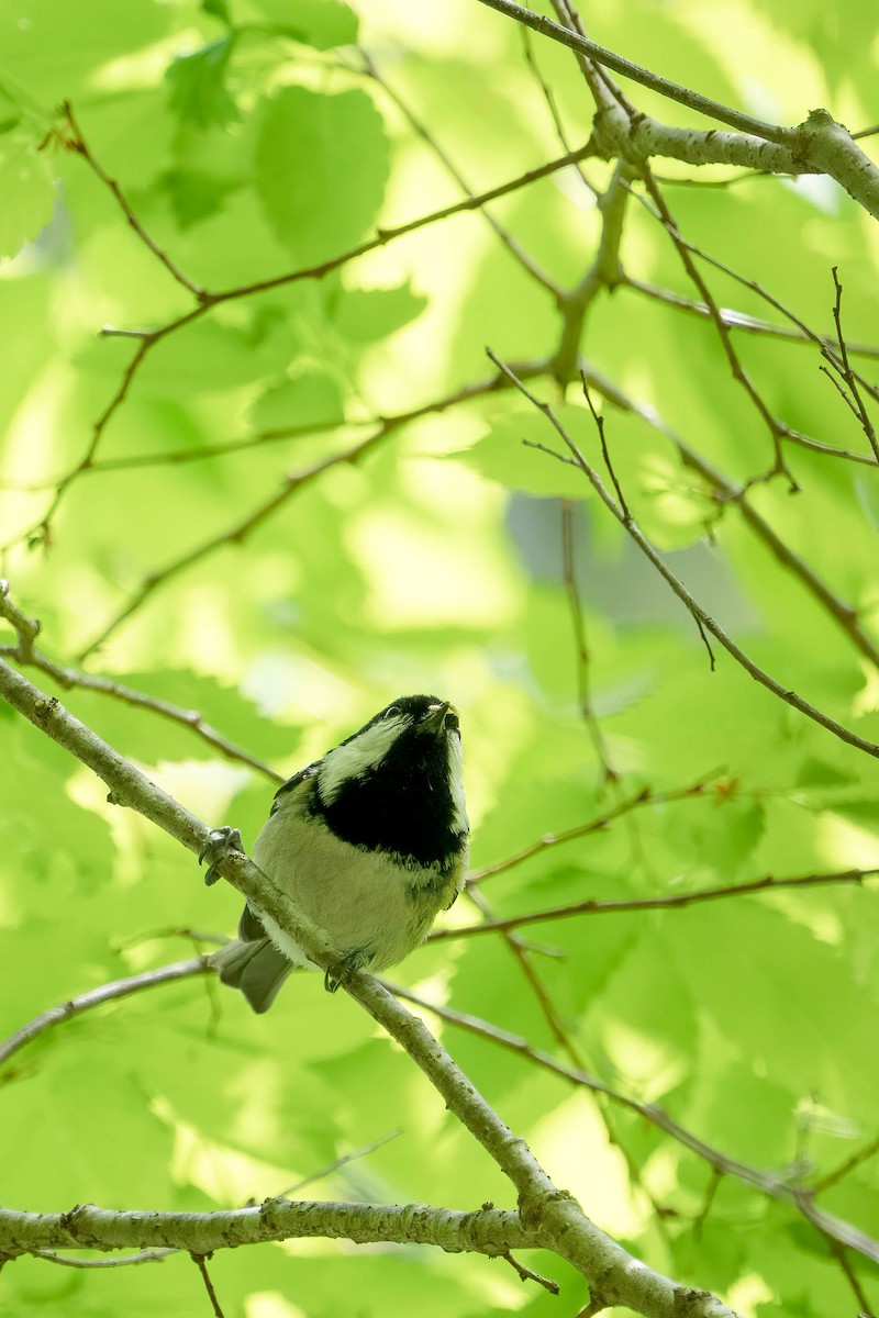 Coal Tit - ML446578341