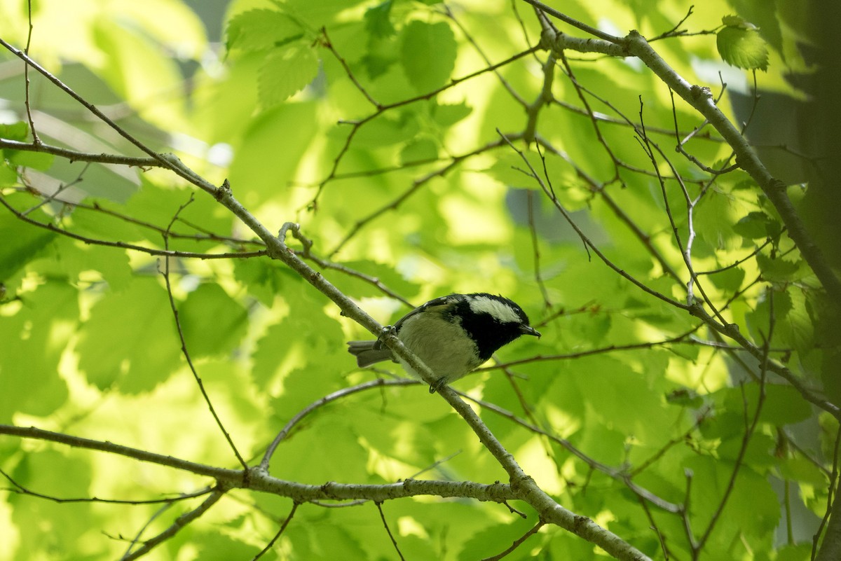 Coal Tit - ML446578421