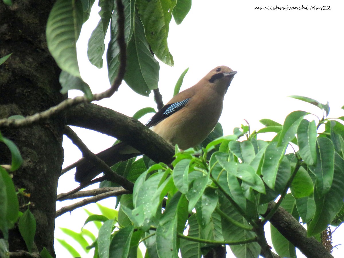 Eurasian Jay - ML446579181