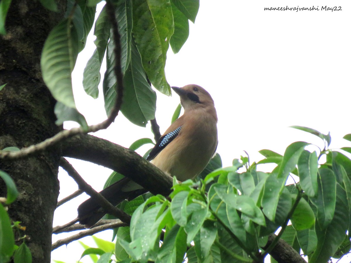 Eurasian Jay - ML446579191