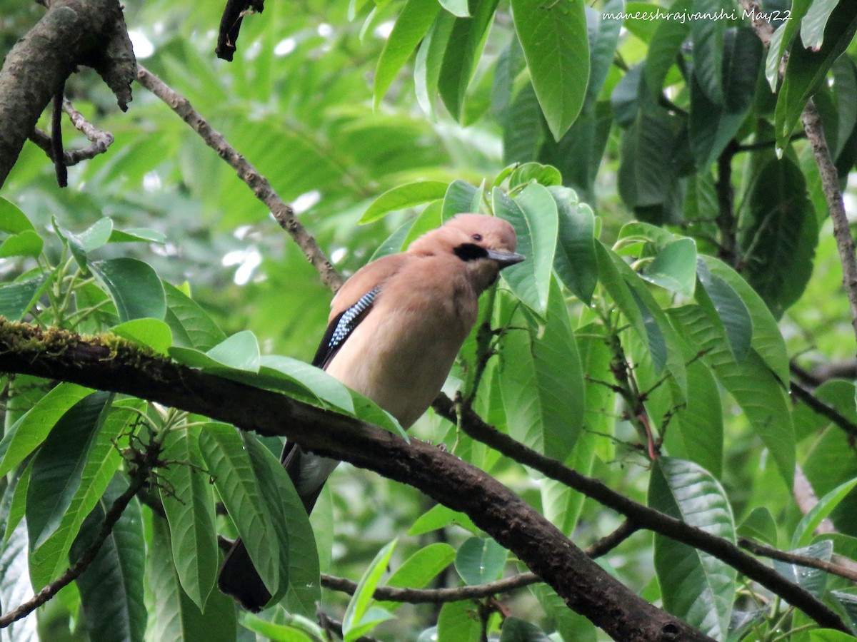 Eurasian Jay - ML446579201