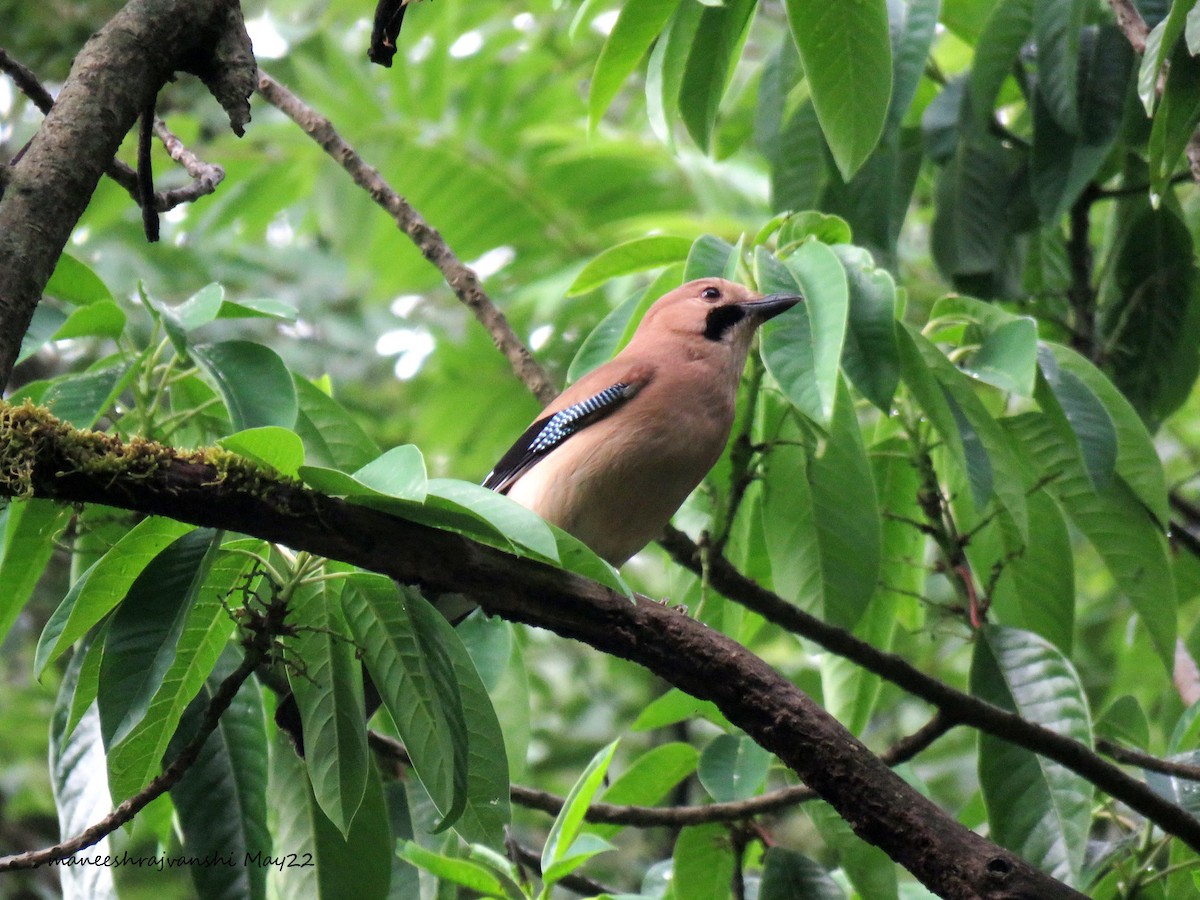 Eurasian Jay - ML446579211