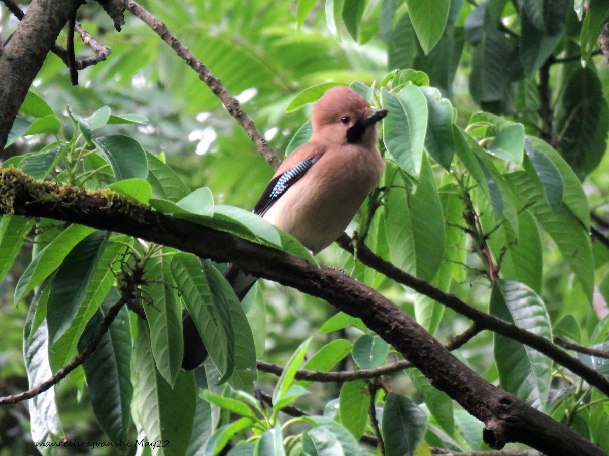 Eurasian Jay - ML446579221