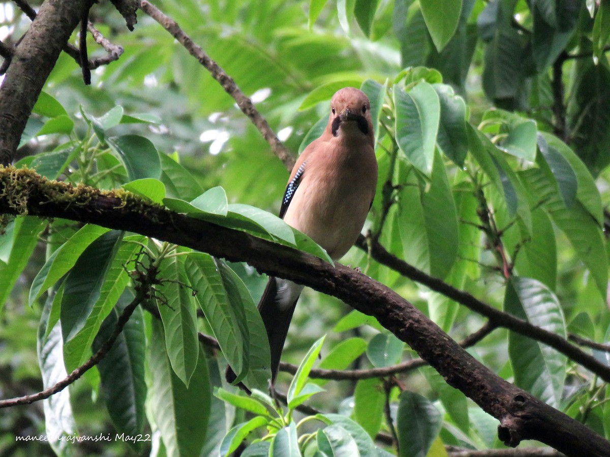 Eurasian Jay - ML446579231