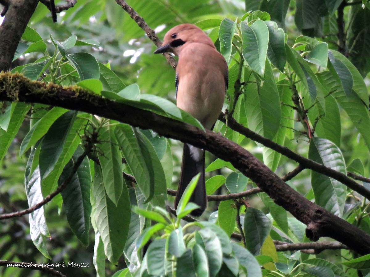 Eurasian Jay - ML446579251