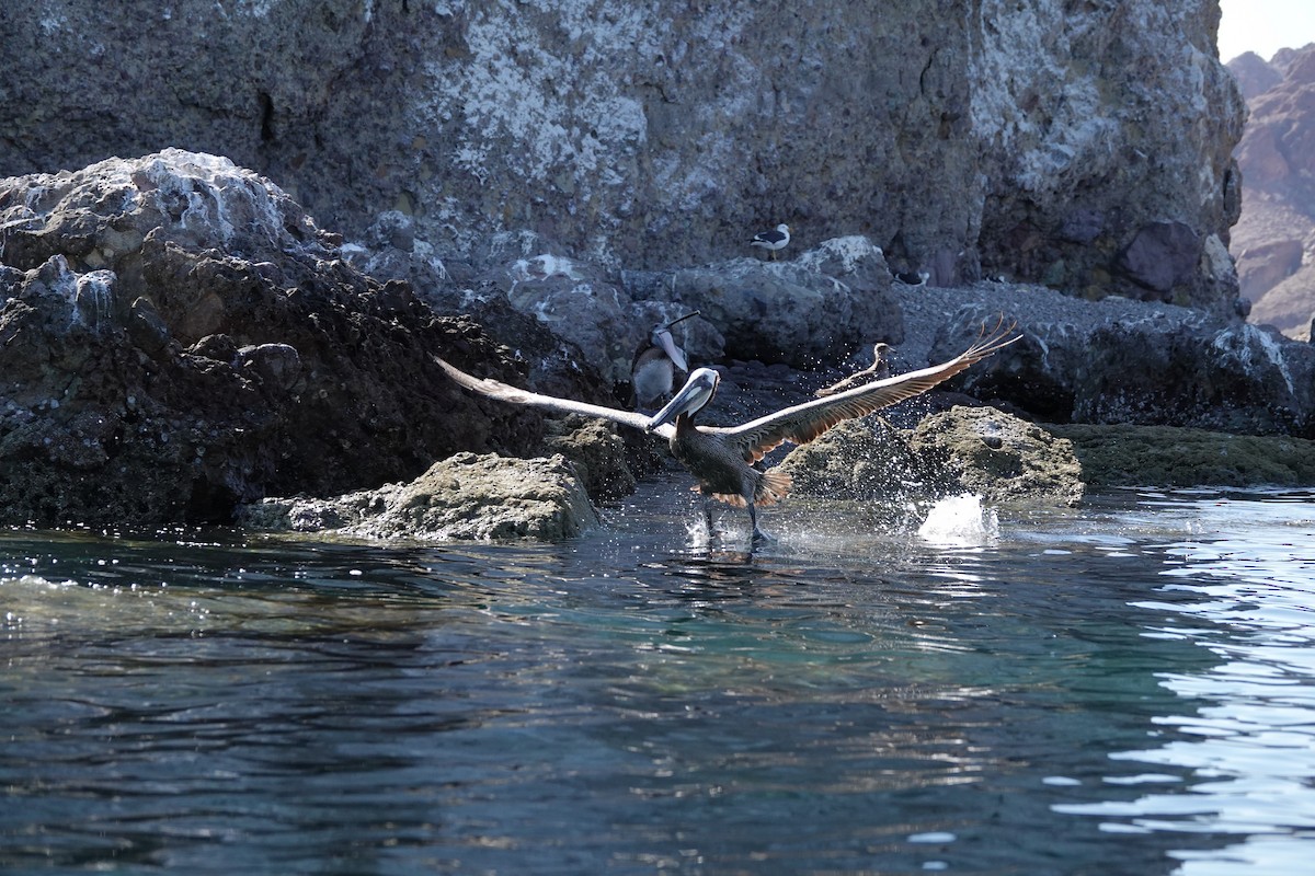 Brown Pelican - ML446579671