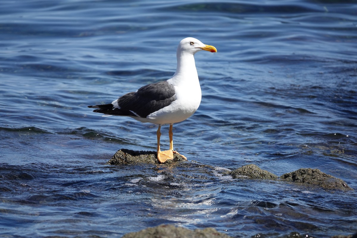 Yellow-footed Gull - ML446579991