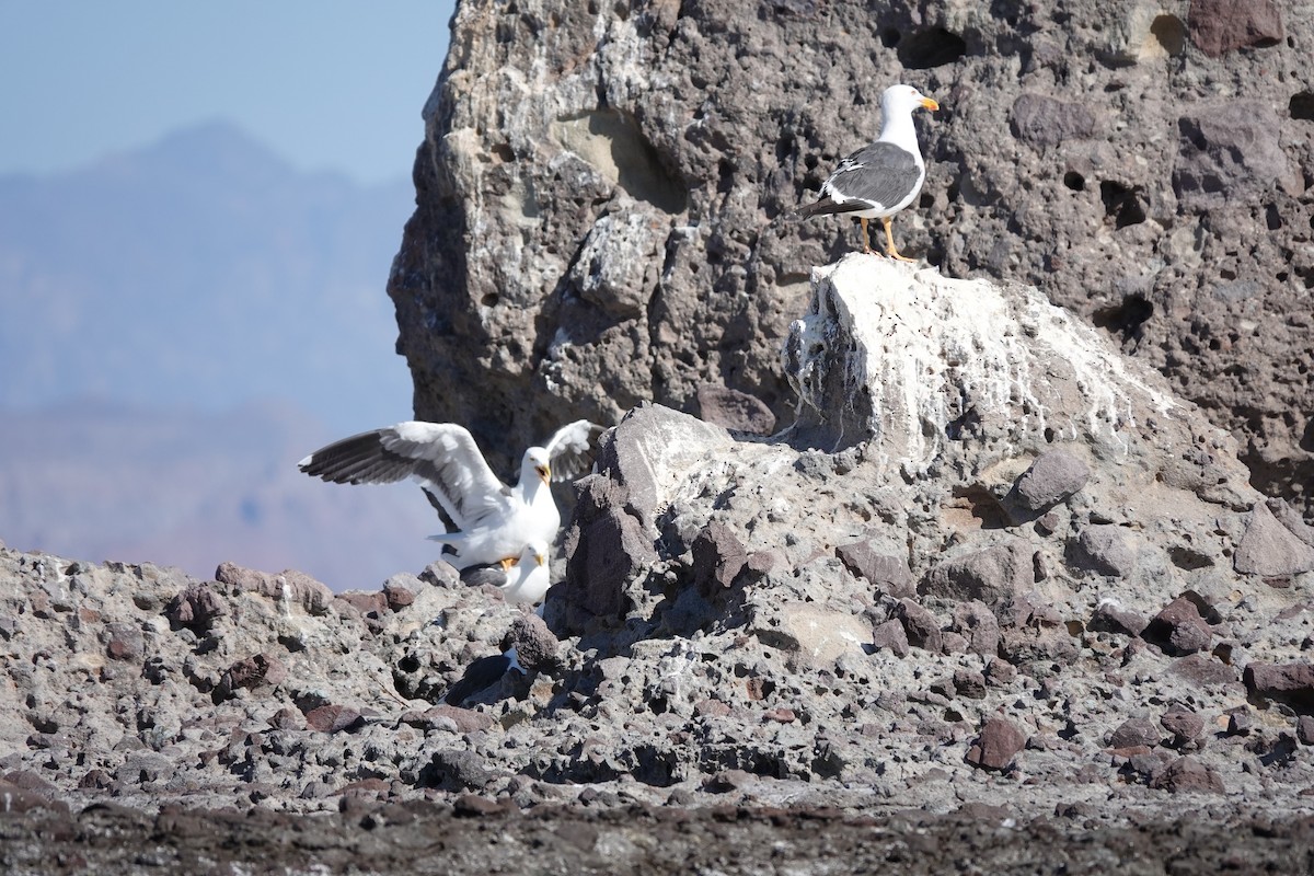 Yellow-footed Gull - ML446580041