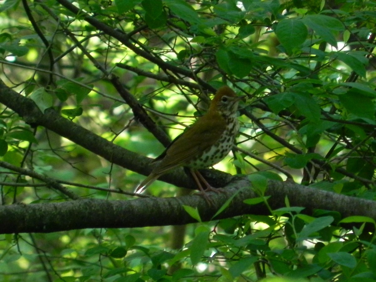 Wood Thrush - ML446580791