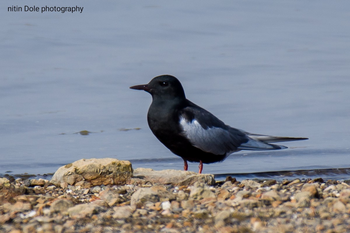 White-winged Tern - ML446581781