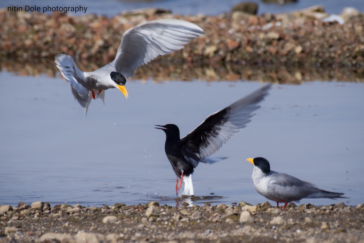 White-winged Tern - ML446581801