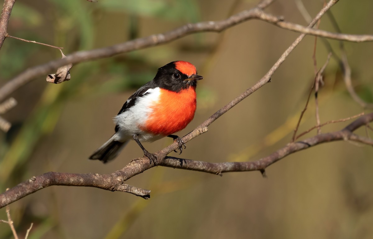 Red-capped Robin - ML446581941