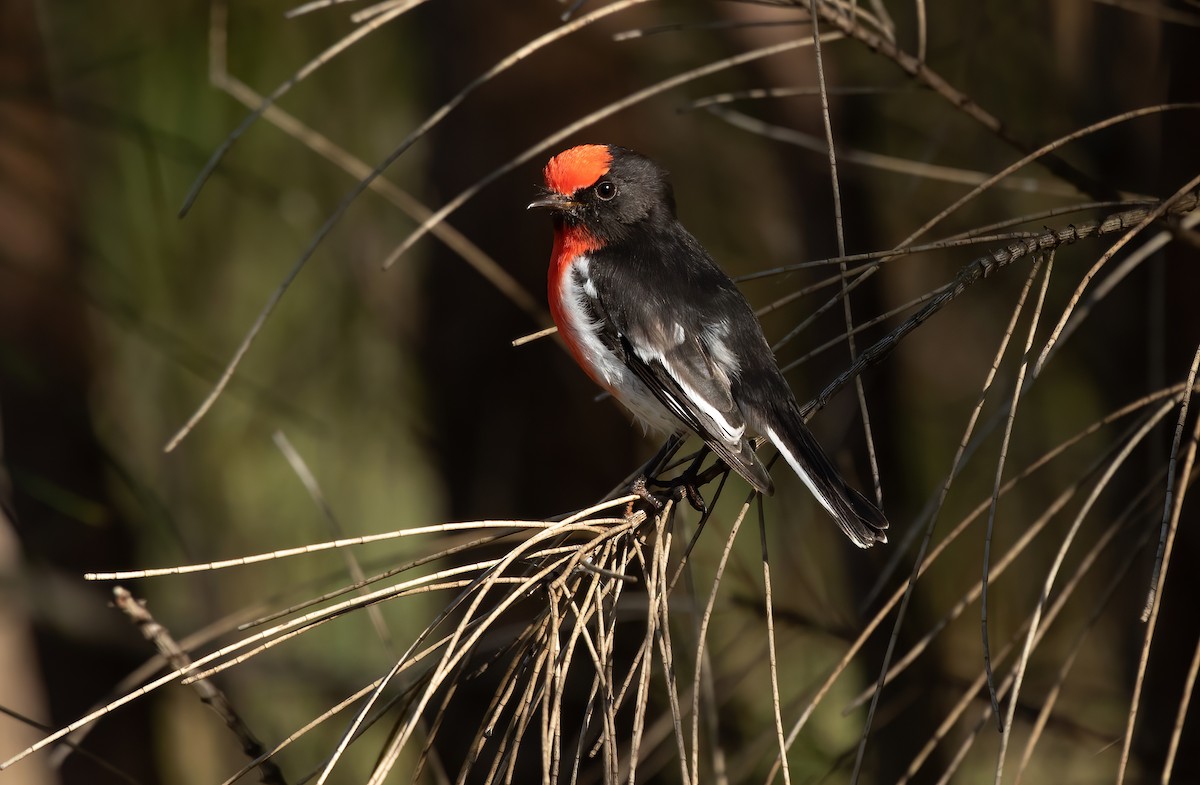 Red-capped Robin - ML446581951