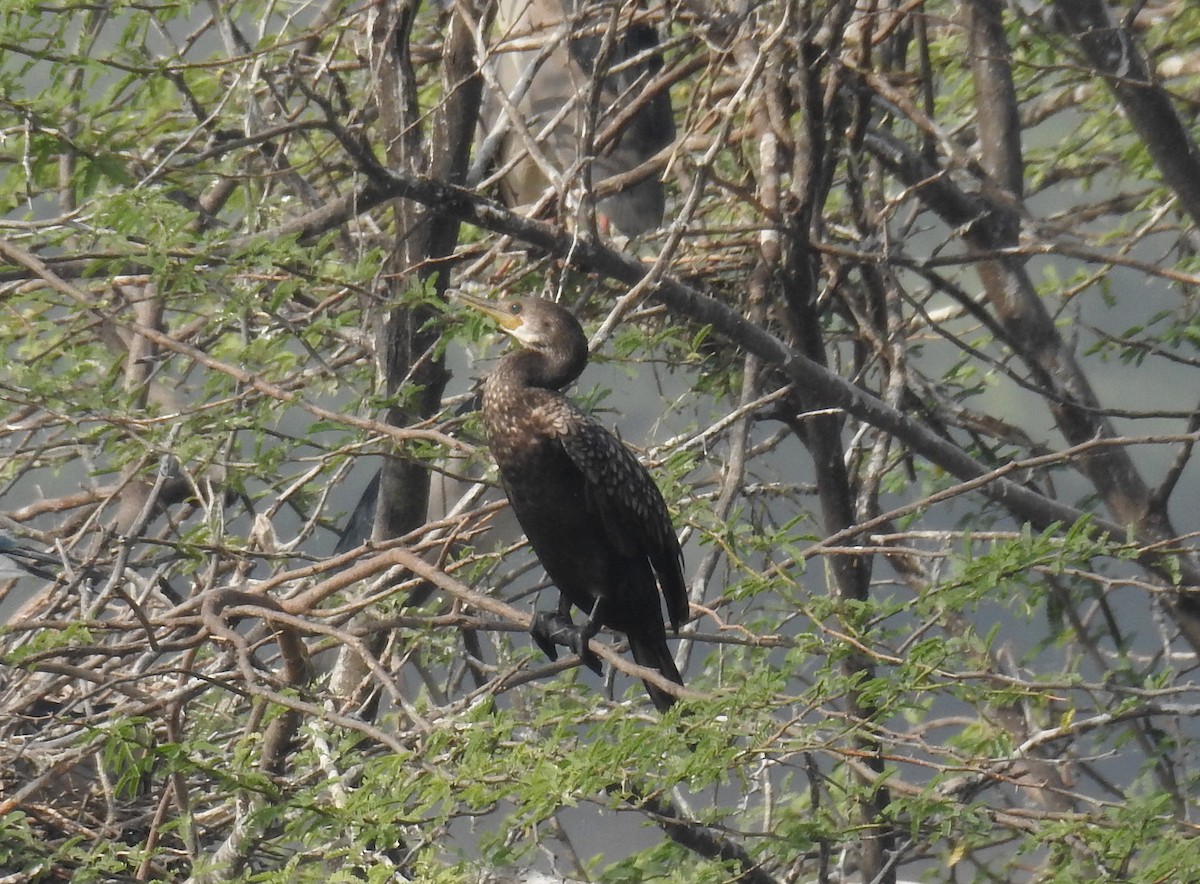 Indian Cormorant - ML446582151