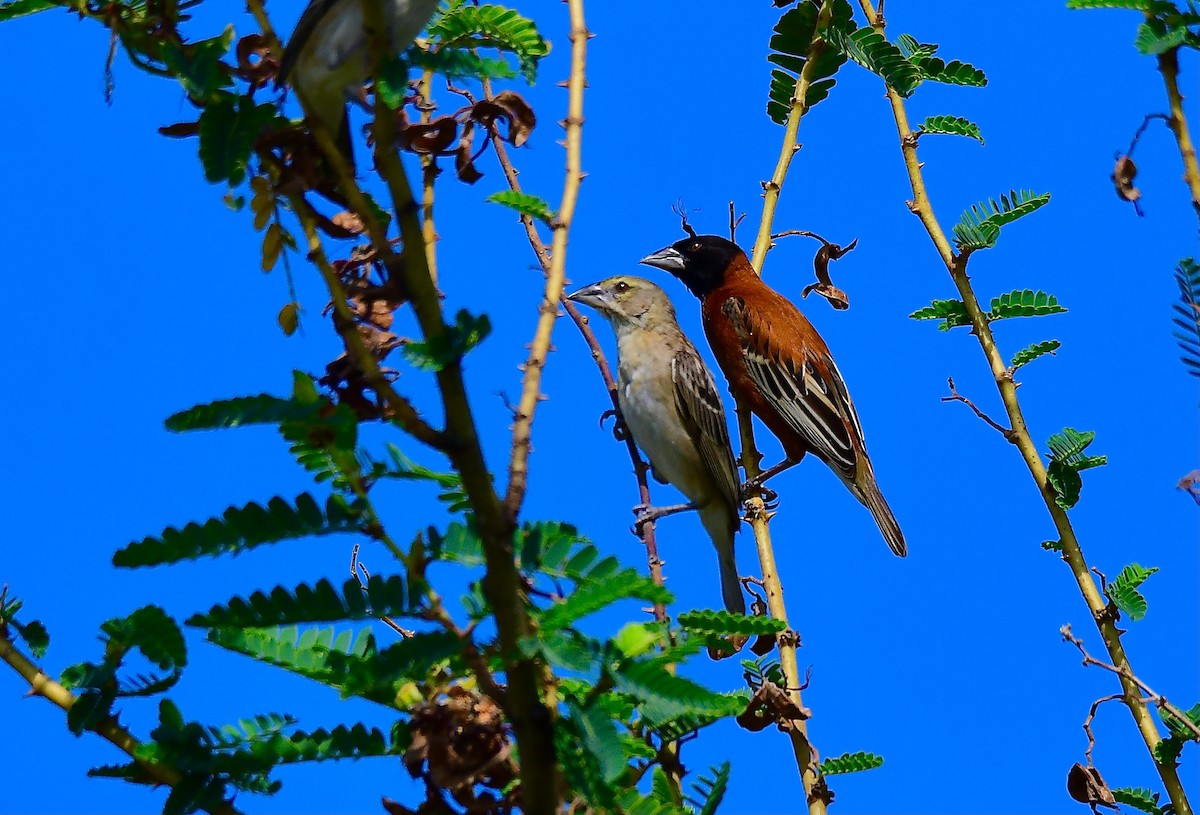 Chestnut Weaver - ML446582191