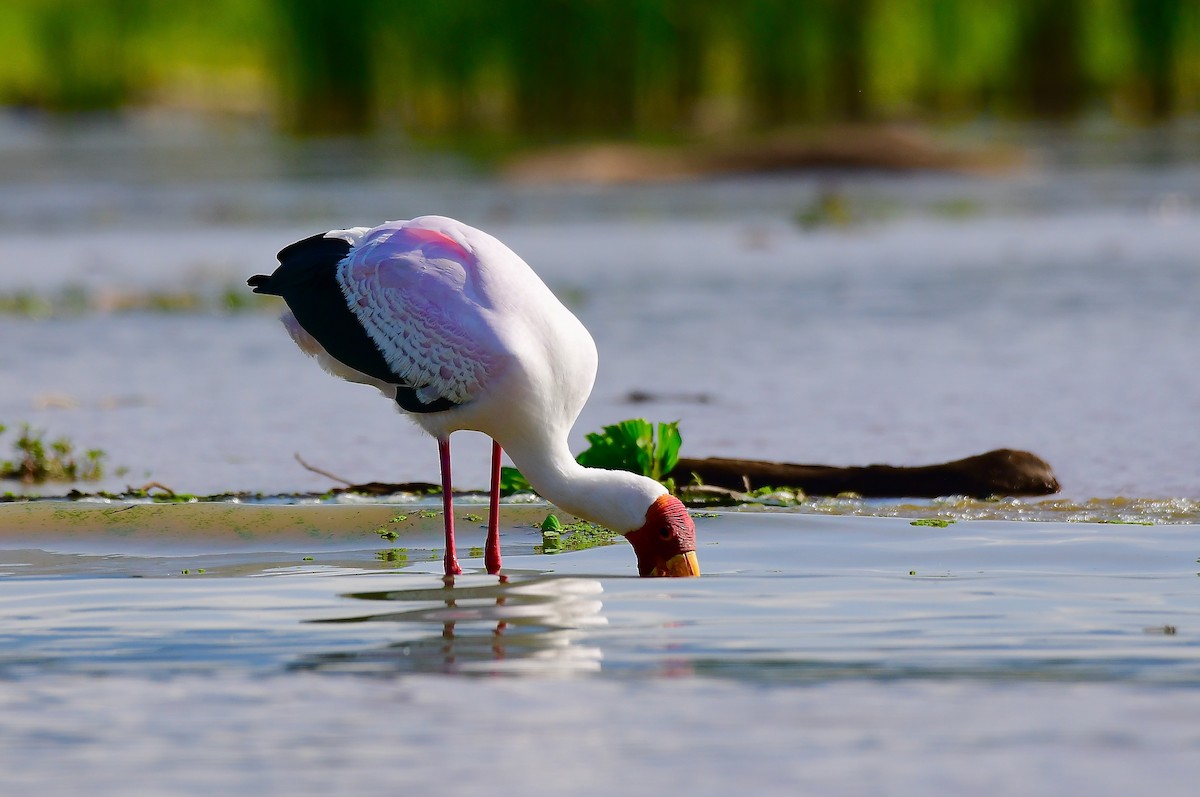 Yellow-billed Stork - ML446582271