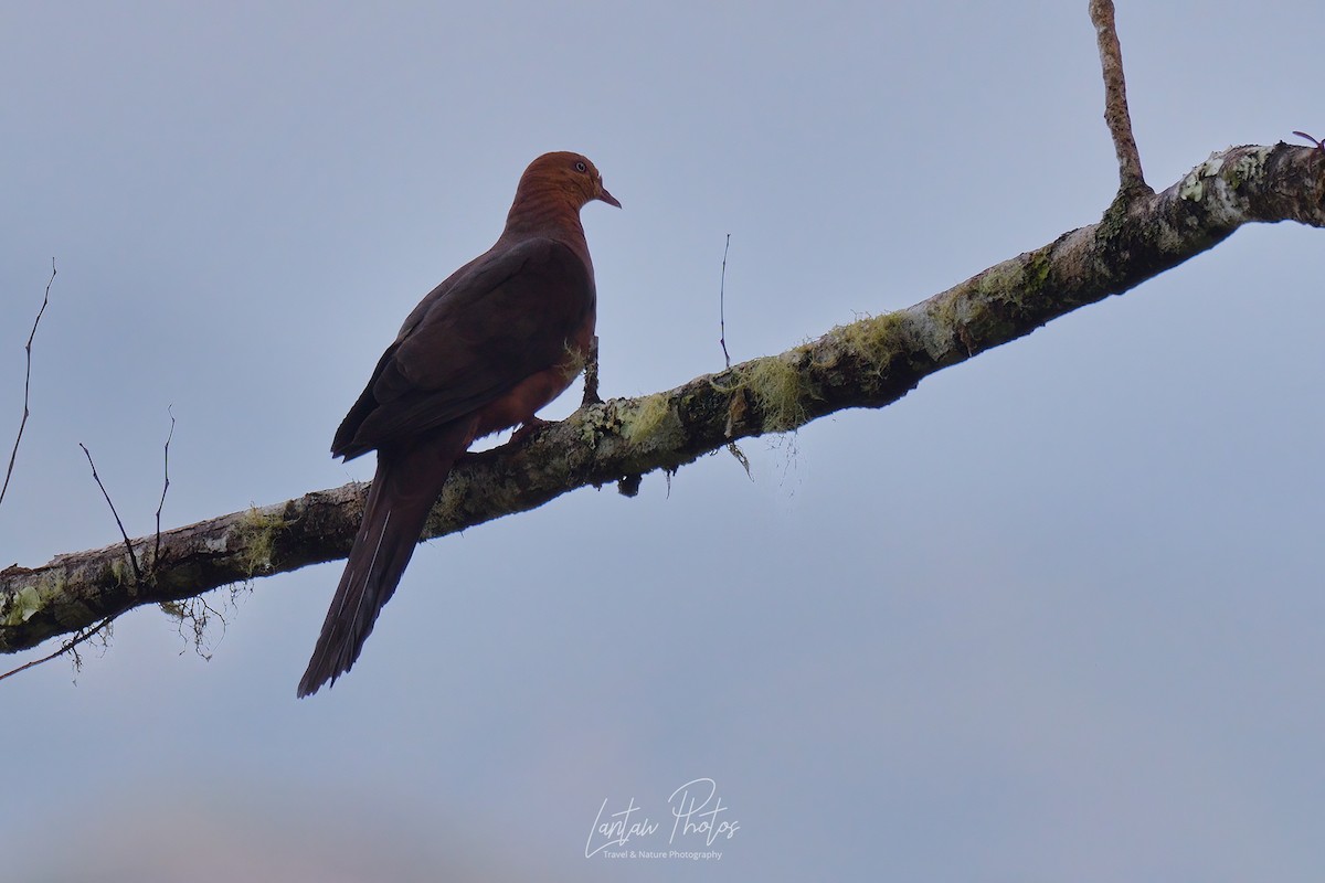 Philippine Cuckoo-Dove - ML446582791