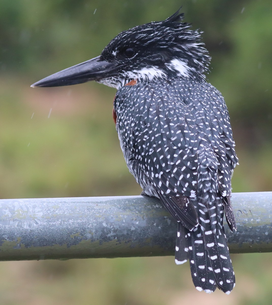 Giant Kingfisher - Steve James