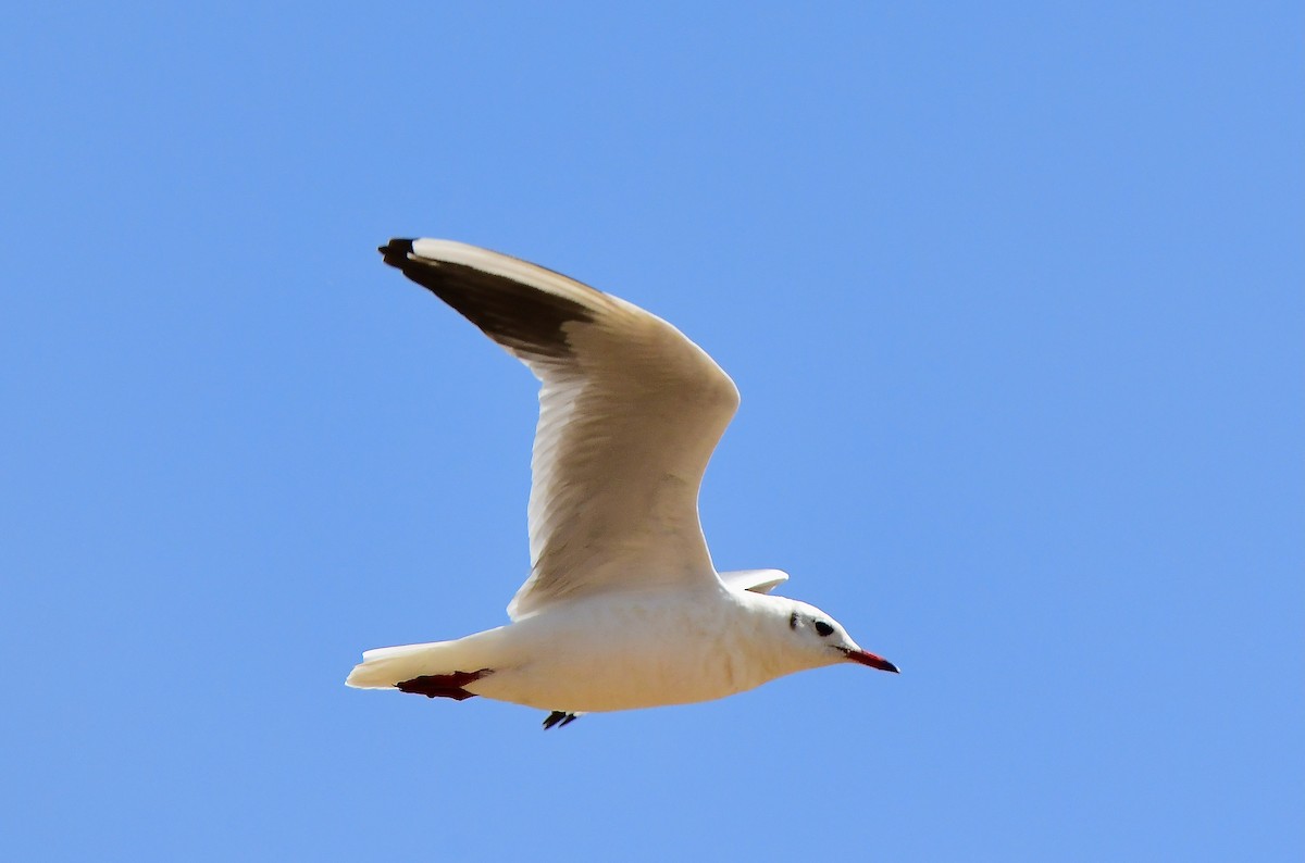 Slender-billed Gull - ML446583231