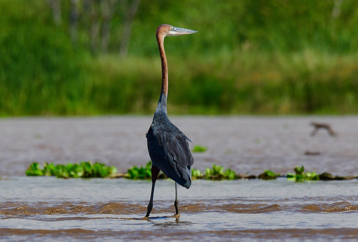 Goliath Heron - ML446583291