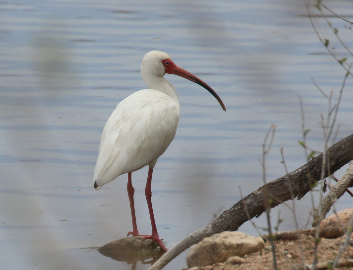 ibis bílý - ML446583341