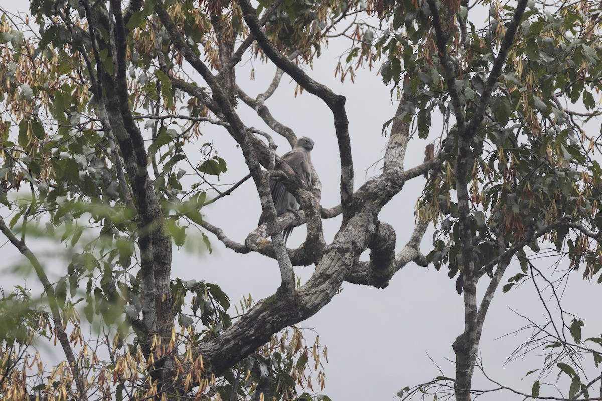 Lesser Fish-Eagle - ML446583891