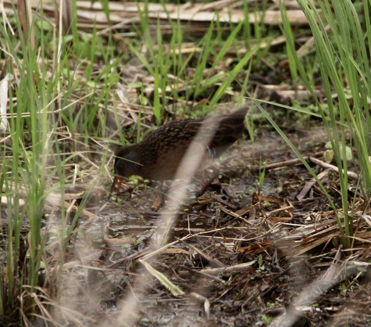 Virginia Rail - ML446584021