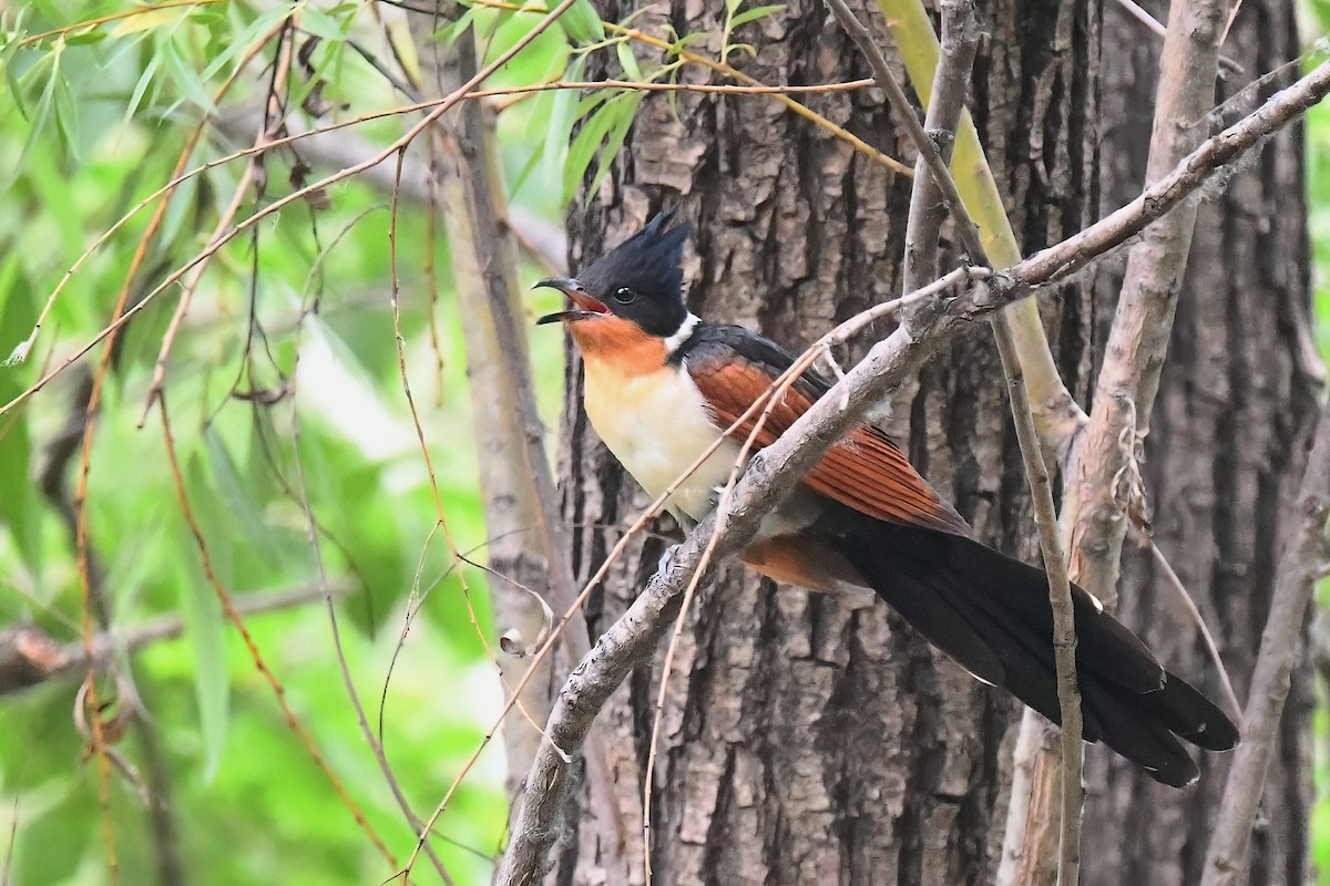 Chestnut-winged Cuckoo - ML446585041