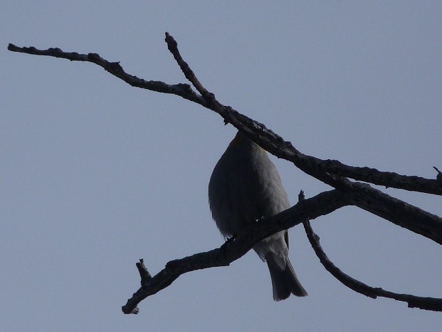 Pine Grosbeak - ML44658621