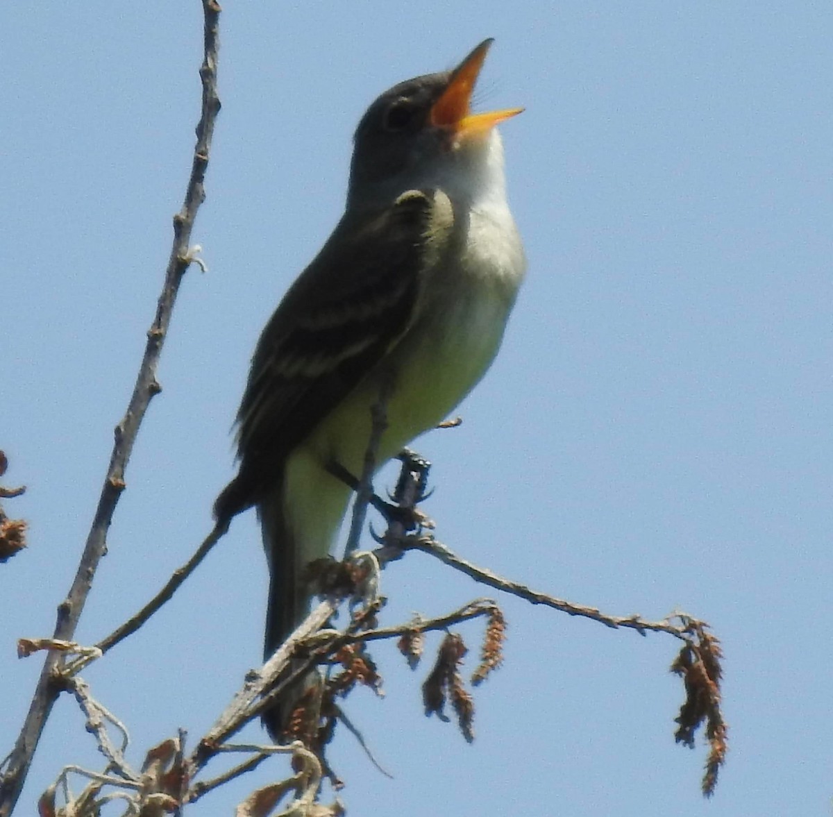 Willow Flycatcher - ML446587171