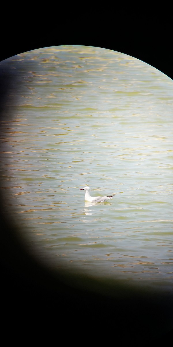 Slender-billed Gull - ML446587321