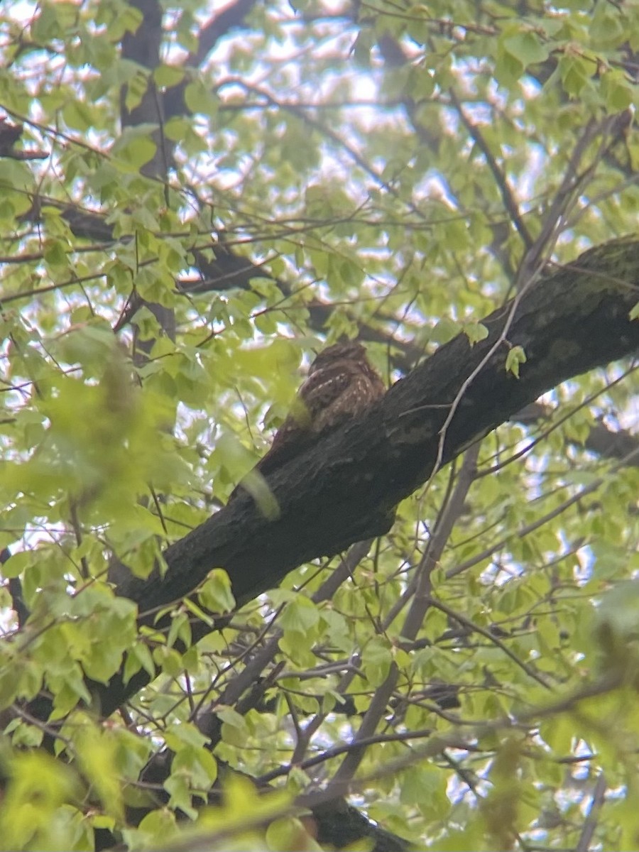 Chuck-will's-widow - ML446587501